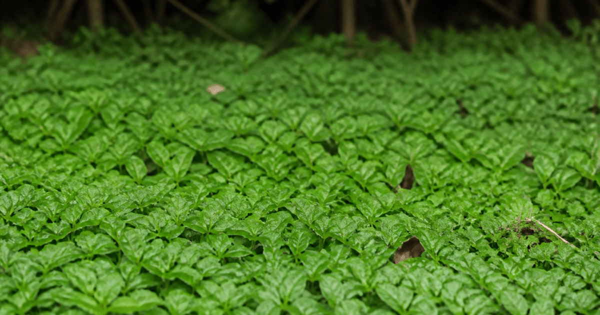 Tapis dense de petites feuilles vertes s'etendant horizontalement au sol