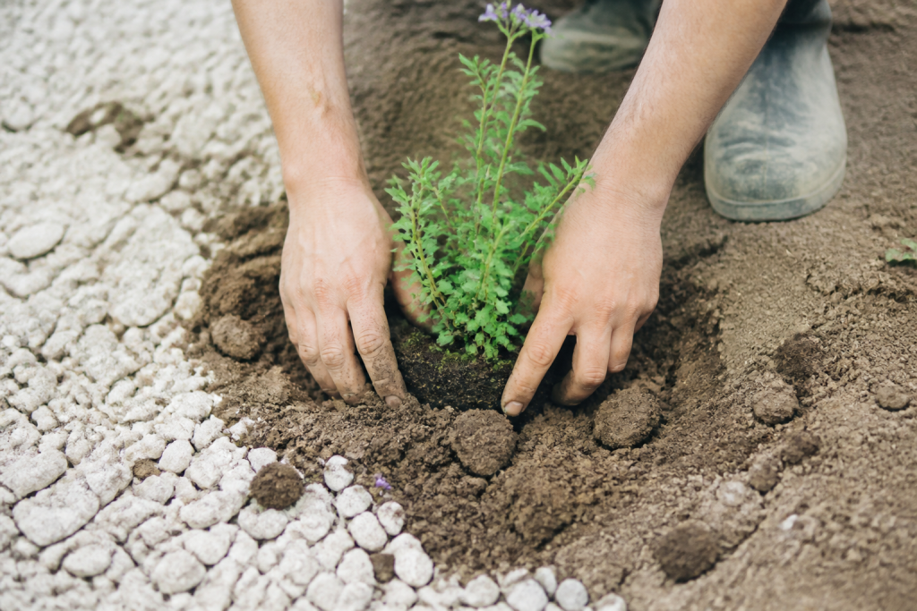Mains installant plante entre gravier et terre claire