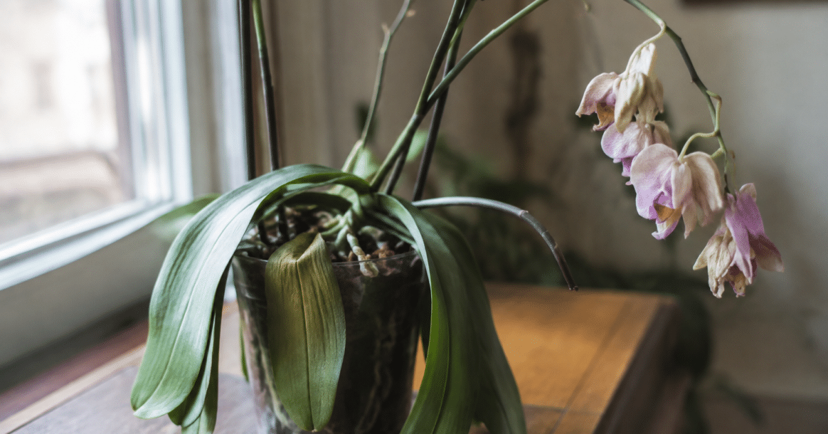 Feuilles d'orchidee pendantes et flasques sur tige affaiblie