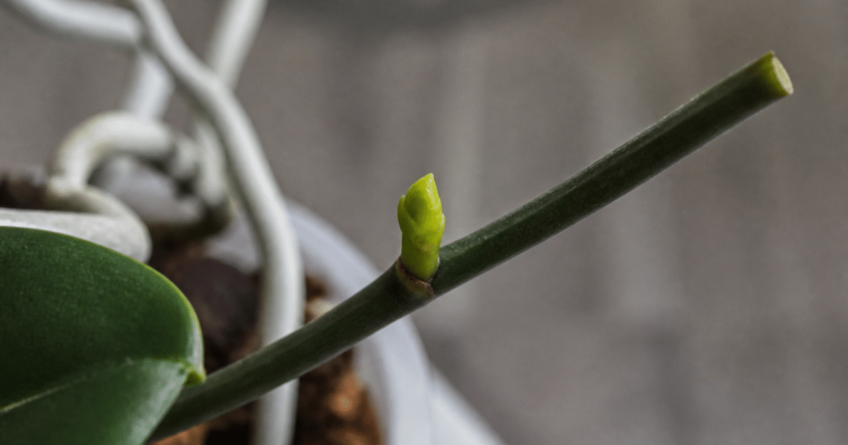 Jeune bourgeon vert emergent verticalement sur tige orchidee