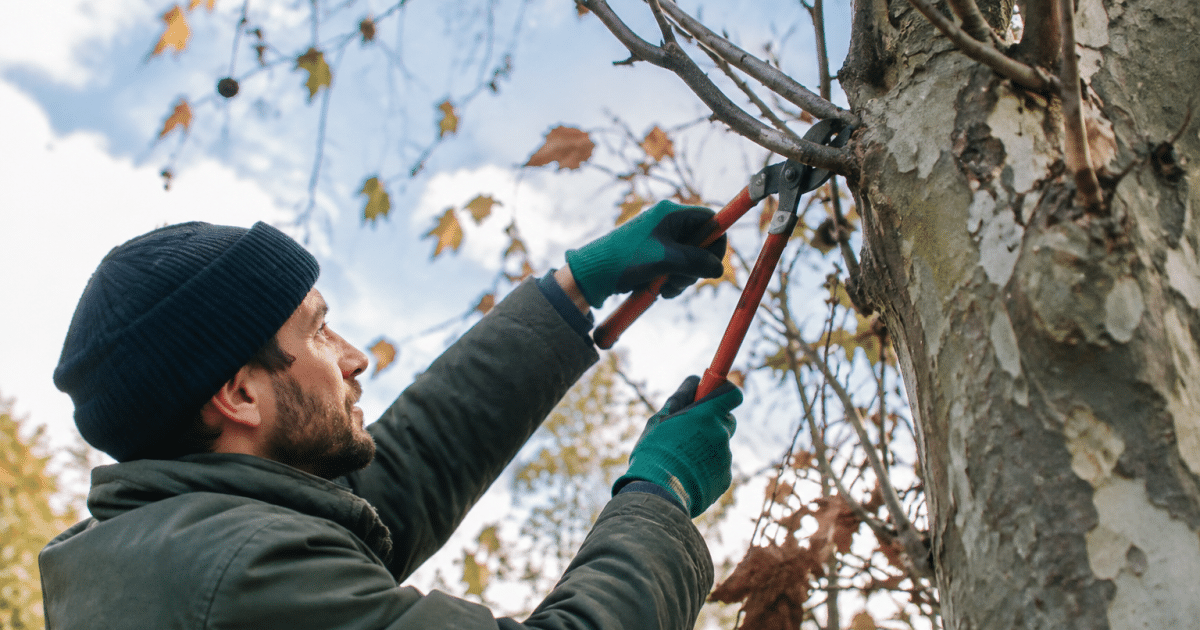 Jardinier taillant branches platane avec secateur leve
