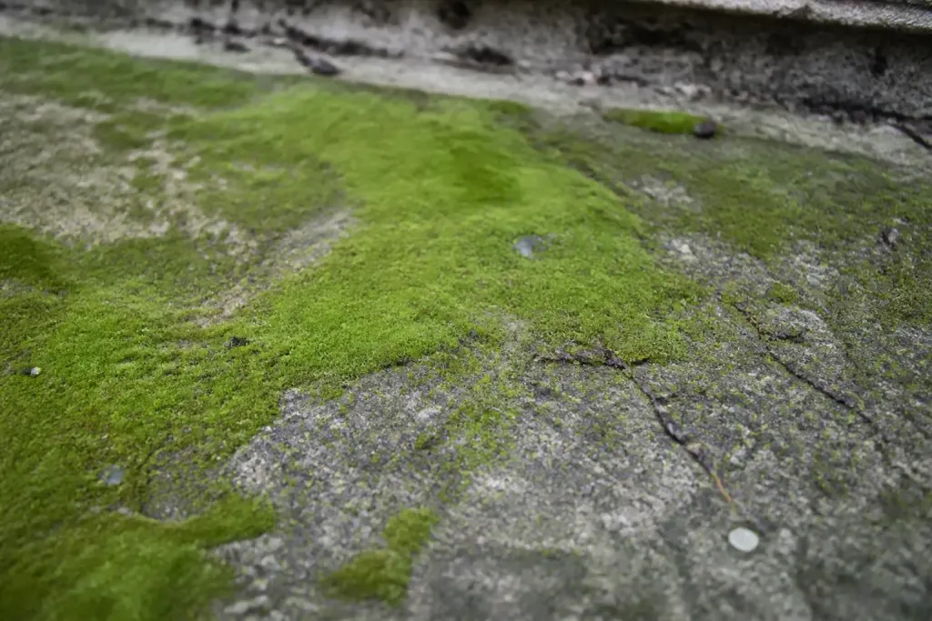 Mousse verte sur dalle couverte de solutions naturelles