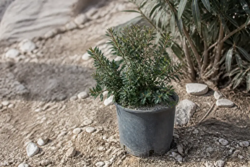 Petit arbuste en pot sur sol sec et caillouteux
