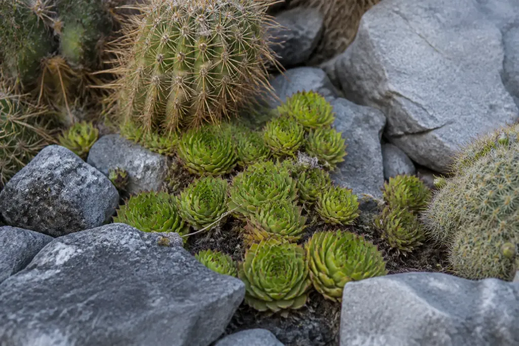 Rosettes vertes de sempervivum entre pierres grises et cactus