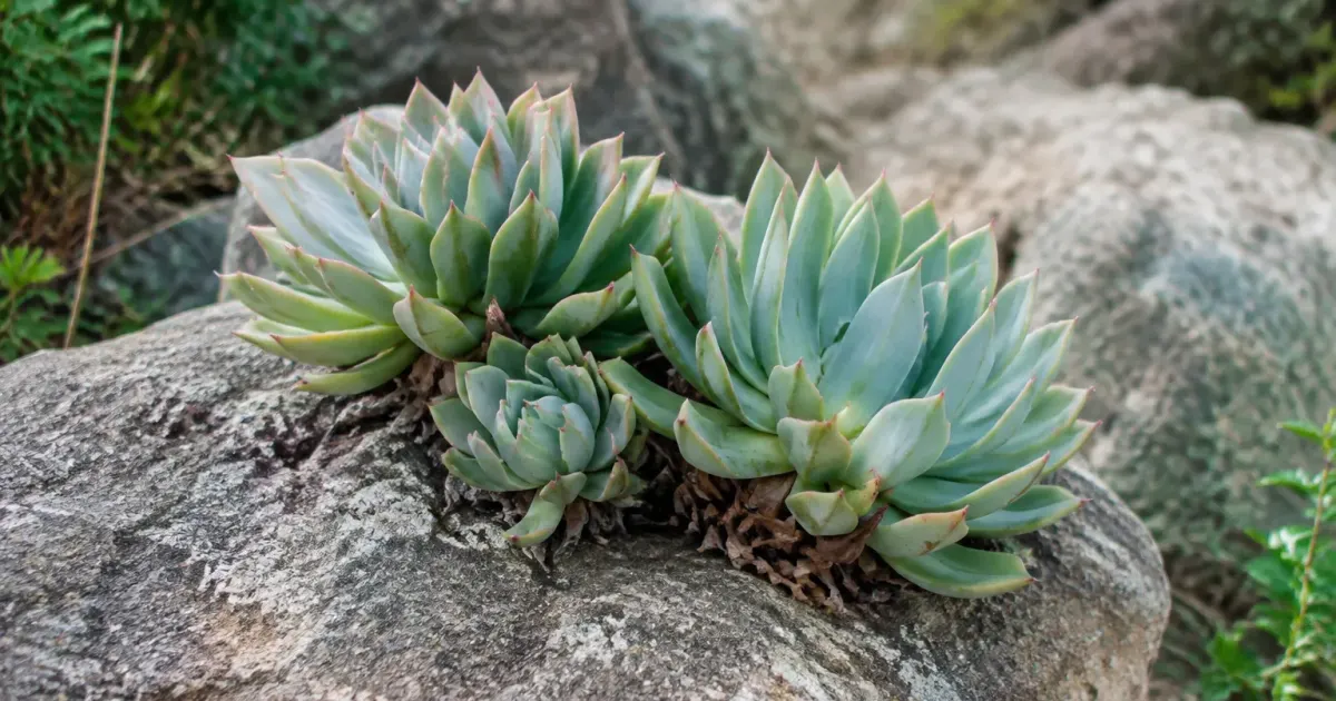 Succulentes aux feuilles epaisses posees sur un rocher